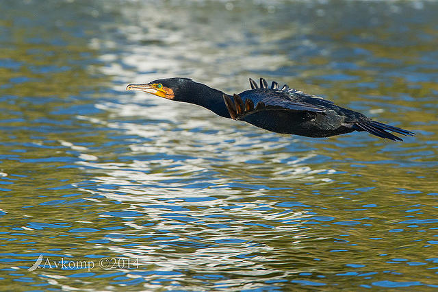 great cormorant 11829