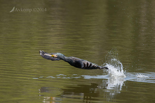 great cormorant 13074