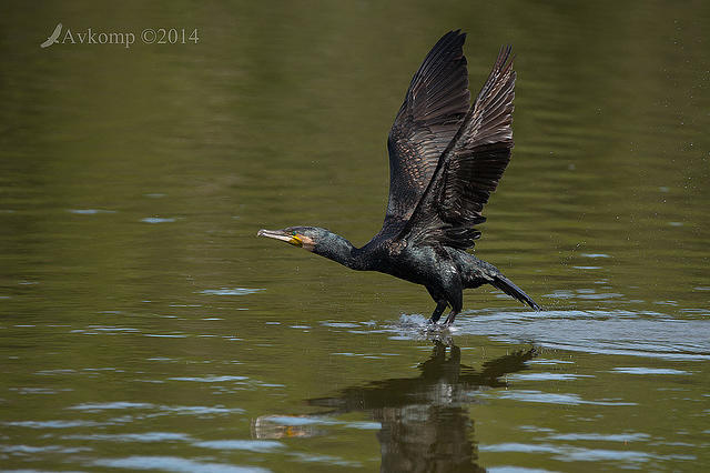 great cormorant 13075