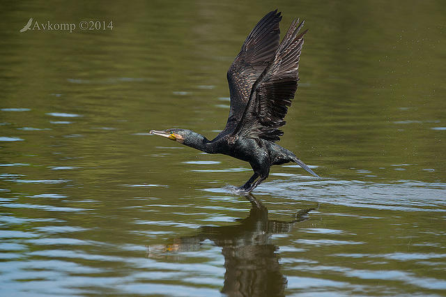 great cormorant 13077