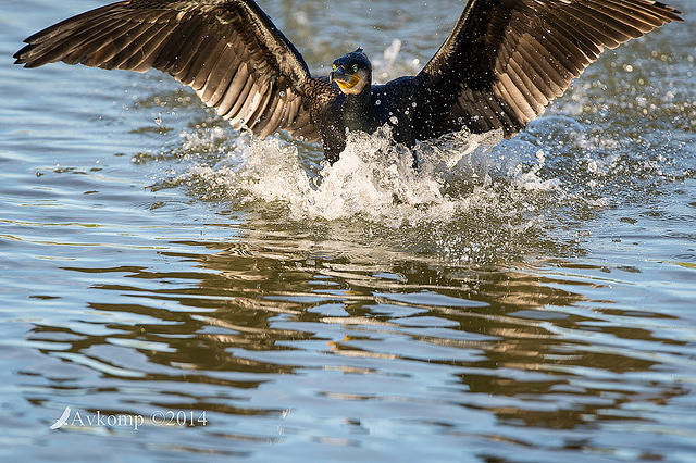 great cormorant 14339