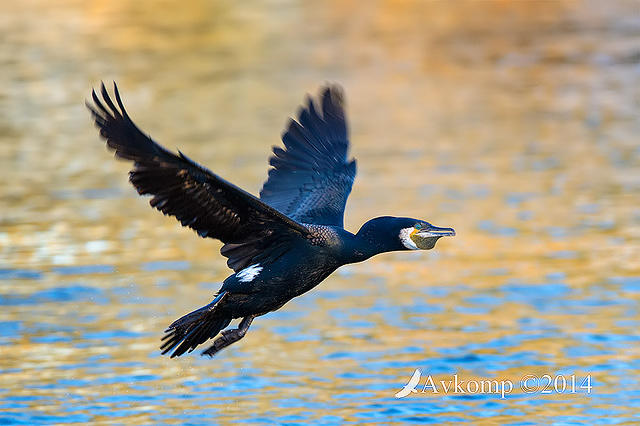 great cormorant 14363