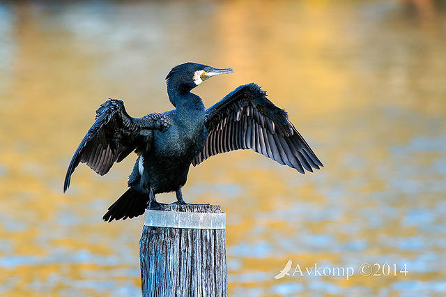 great cormorant 14381