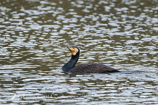 great cormorant 14385