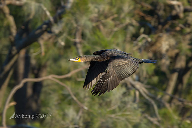 great cormorant 14754