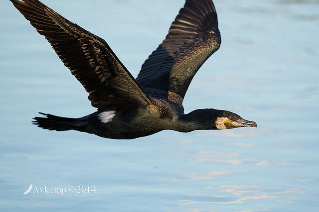 great cormorant 15119