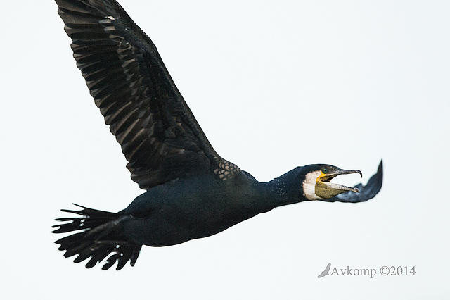 great cormorant 15123