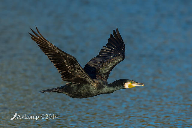 great cormorant 15275