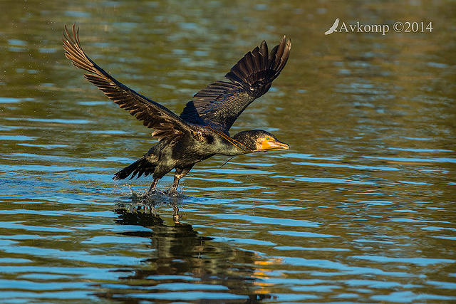 great cormorant 15556