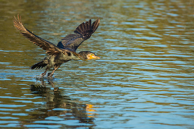 great cormorant 15558