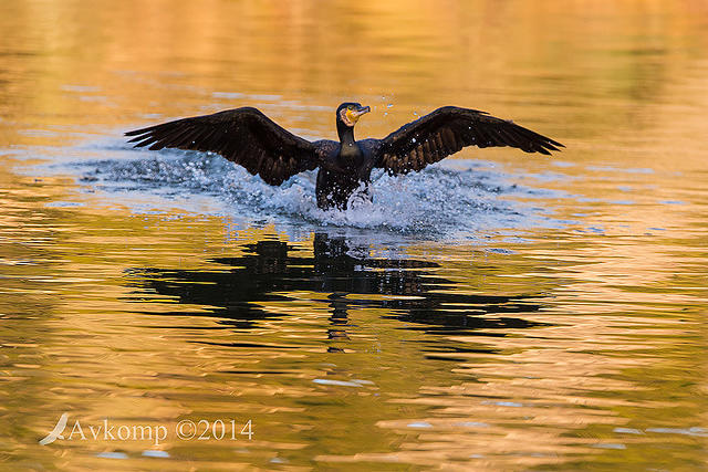 great cormorant 15569