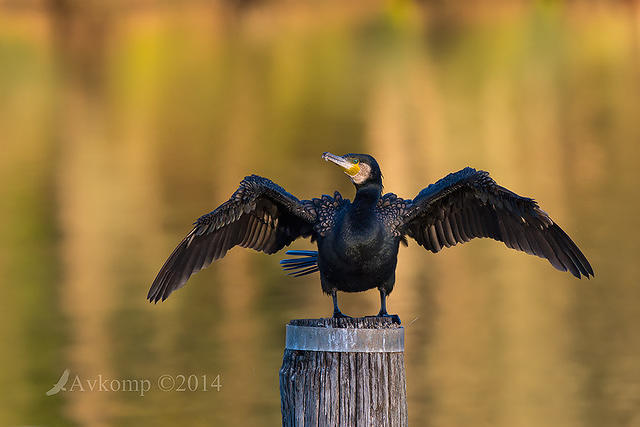 great cormorant 15585