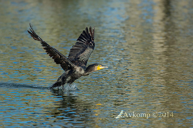 great cormorant 16366