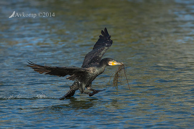 great cormorant 16452