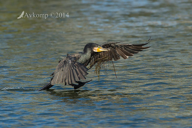 great cormorant 16453