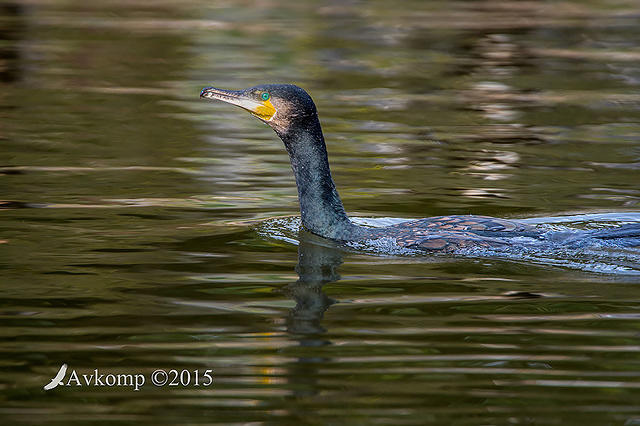 great cormorant 2997