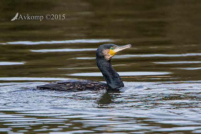 great cormorant 3000