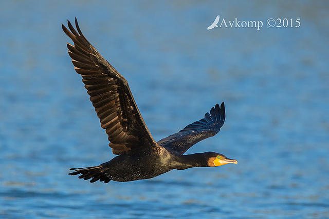 great cormorant 4018