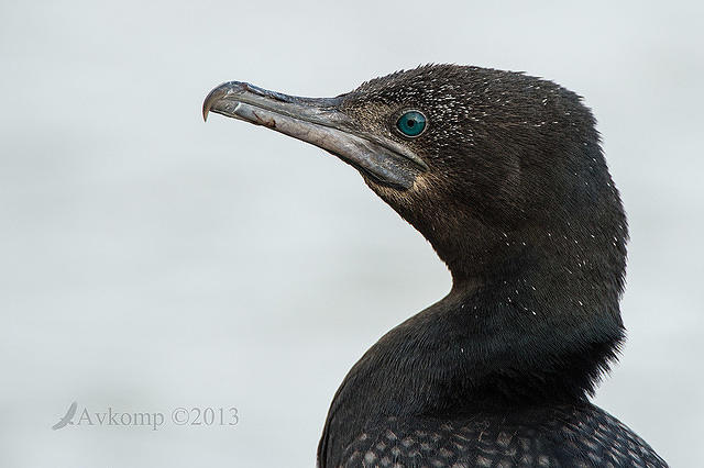 great cormorant 8847