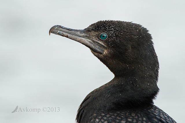 great cormorant 8848