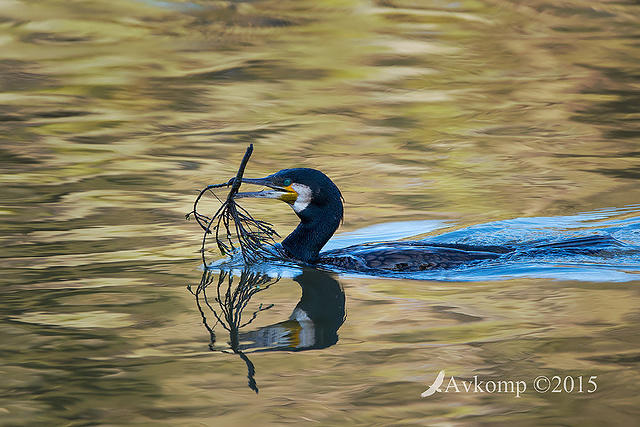 great cormorant1370