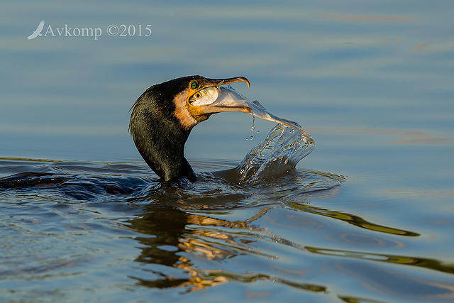 great cormorant1378