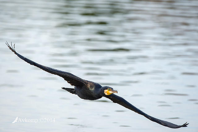 great cormorant14901