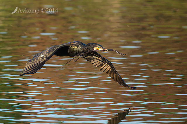 great cormorant14921