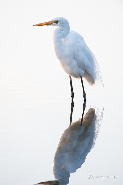 great egret 14082