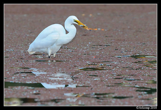 great egret 5969