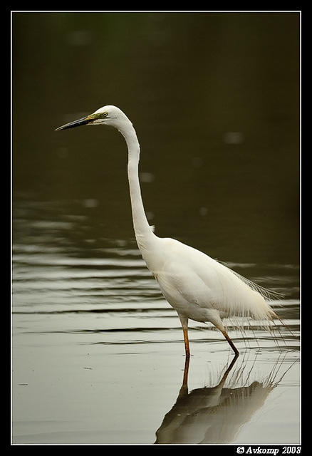 great egret 600f4vr2 2985