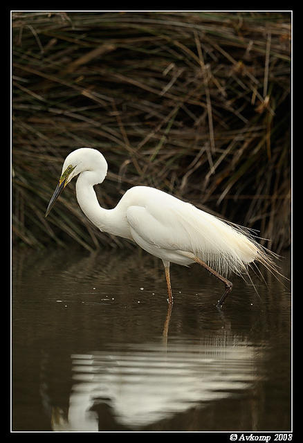 great egret 600f4vr2 2993