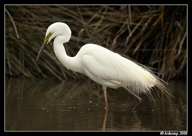 great egret 600f4vr2 2993a