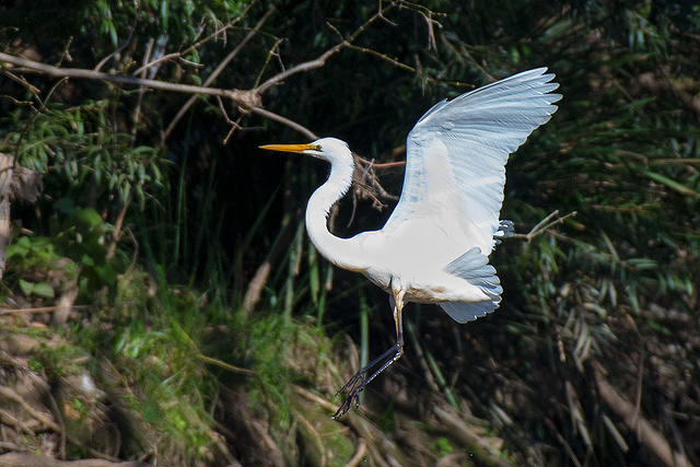 great egret 0089