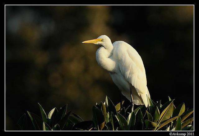 great egret 0236