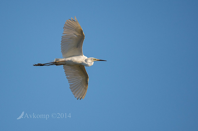 great egret 11675