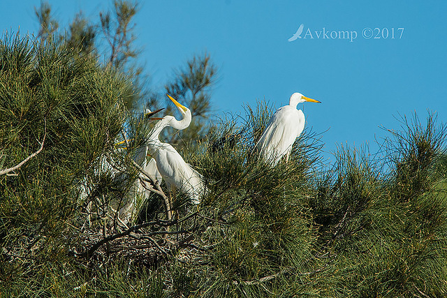 great egret 13037