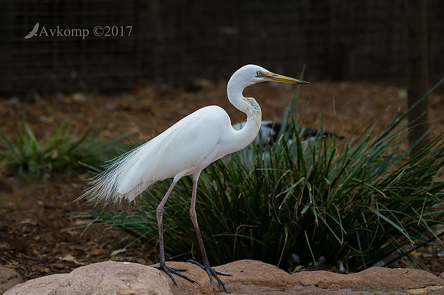 great egret 15182