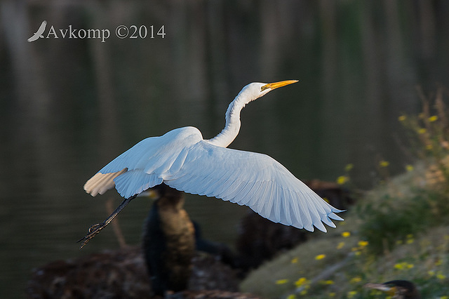 great egret 16414