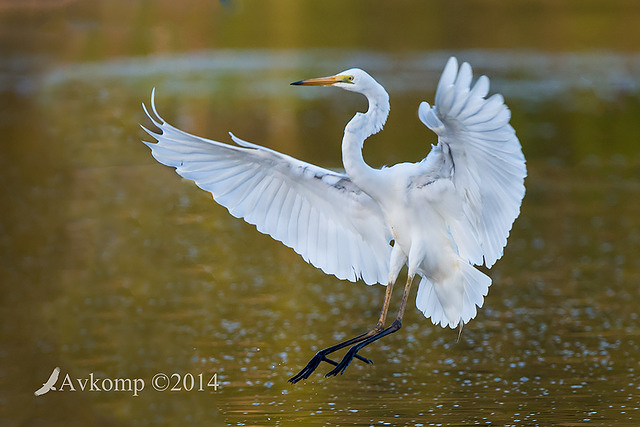 great egret 18915