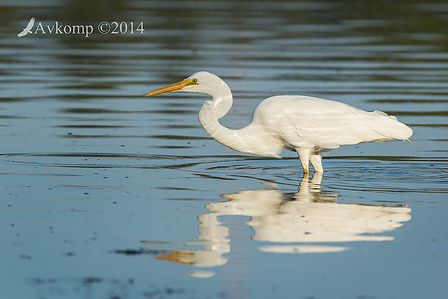 great egret 18935