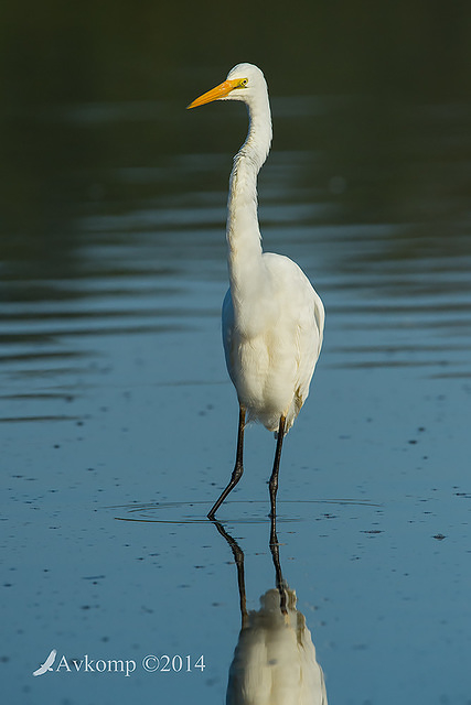 great egret 18951