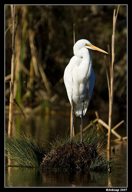 great egret 345