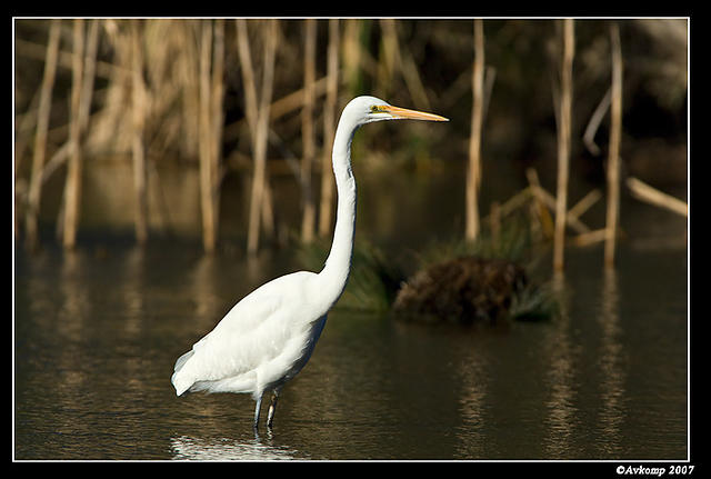 great egret 351