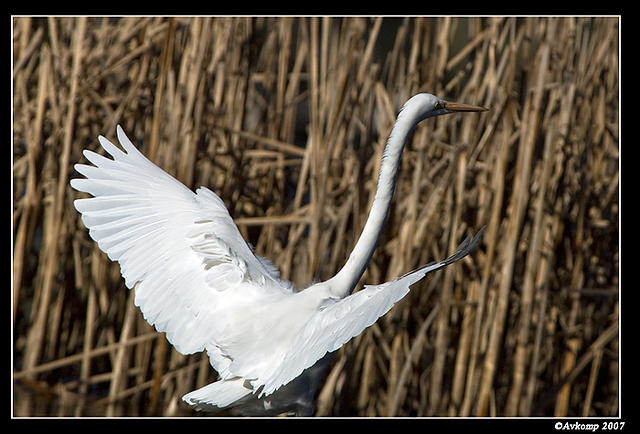 great egret 353