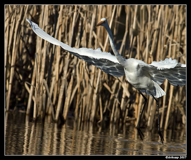 great egret 355