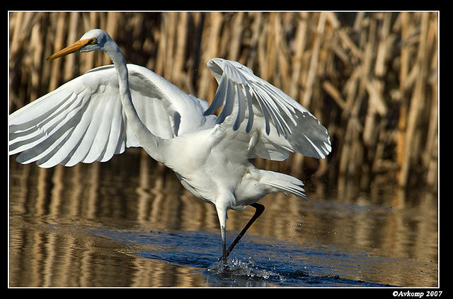 great egret 359