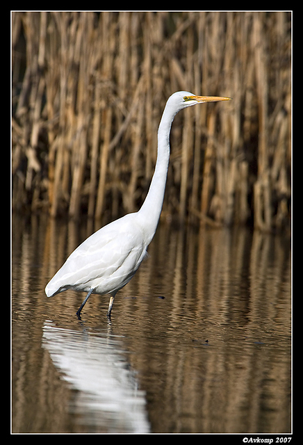 great egret 366