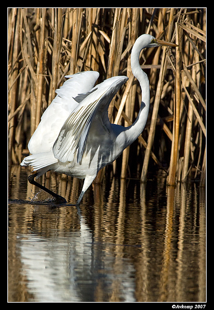 great egret 370