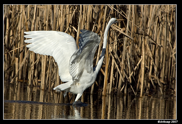 great egret 371